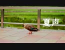 夏声　初音ミクオリジナル曲