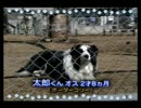 社長令嬢とわんこを育てよう　その16