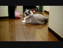 ボールつかまえたにゃー