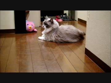 ボールつかまえたにゃー