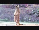 動物たちの名前(東武動物公園)