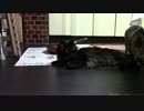 こんしゅうのおやつ【蒼民家の猫々】