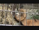 2017/06/18 多摩動物公園のムフロン