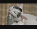 洗濯バサミをがっつく猫