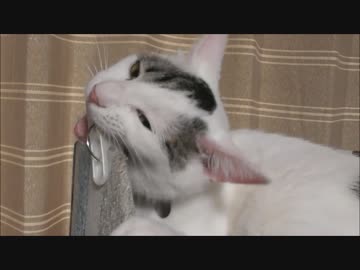 洗濯バサミをがっつく猫