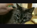 【459】ジャン❤︎ポン　兄妹猫のさわり心地を言葉にしてみました