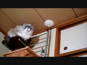 蠅をみつけた猫