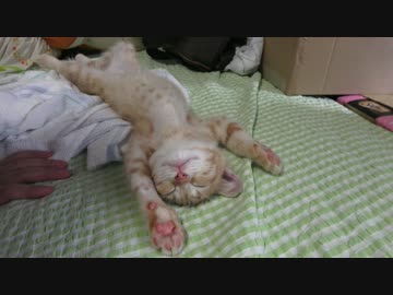 へそ天子猫に萌え死ぬ動画。