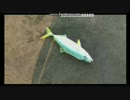 2017-06-17　メタルジグでツバス（ライトショアジギング）HITシーン