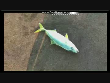 2017-06-17　メタルジグでツバス（ライトショアジギング）HITシーン