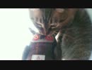 【460】ジャン❤︎ポン　最近おもちゃで遊ばない猫の兄妹は仲良し