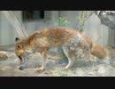 京都市動物園・ホンドギツネの餌やり