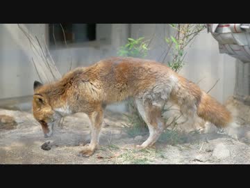 京都市動物園・ホンドギツネの餌やり