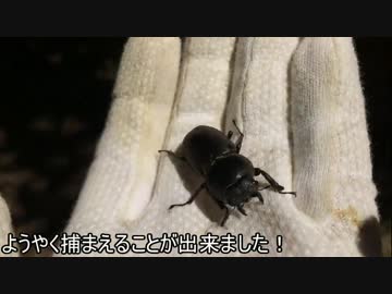 蟻戦争＃135 宇曽川ダムでアリ探し！～女王アリGET！？クワガタも？～編