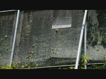 トキの鳴き声【多摩動物公園】