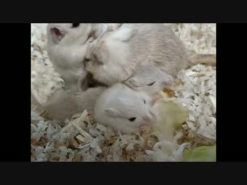 【スナネズミ】子供がただただ可愛かった(編集なし)【ジャービル】