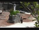 【東武動物公園】グレープ君 ずっとフルルの前にいるセット2
