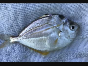 釣り動画ロマンを求めて　59釣目（杉田臨海緑地公園）