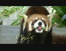時を操り、レッサーパンダにレロレロさせてみた