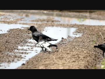 カラスの子育て