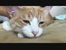 無愛想な猫がいたので愛想が良くなるまでいじめ倒してみた