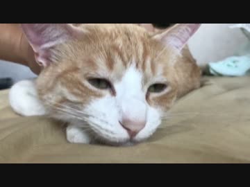 無愛想な猫がいたので愛想が良くなるまでいじめ倒してみた