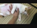 【ついに喋った】日本語を理解し、話せるようになった子猫！