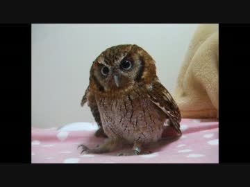 怒りのフクロウ2017