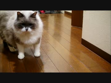 なにかをいいながらボールあそびする猫