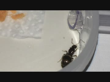 蟻戦争＃136 落ち着ける家を作ってあげれば女王アリは卵を産みます！編