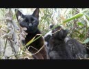草むらの中から母猫と子猫がうじゃうじゃ出てきたんだが