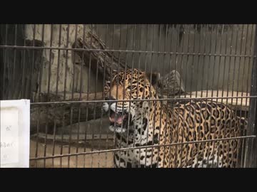 ジャガーさんのぜんぜんわからん顔