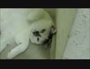 猫なんだけど猫であることを忘れてしまっているかのような猫