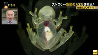 スケスケ...新種のカエルを発見