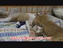お兄ちゃんを吸い尽くす子猫。