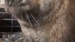 うさぎさんとトマト