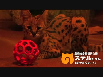 【17年6月版】のんほいパークのサーバルちゃんを5分間眺めるだけの動画