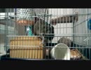【デグー観察録】リク君の日常6/16Ver.1【ⅩⅨ日目】