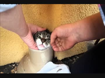 【ネコ救出】猫が５日間も行方不明に…家の排水パイプにハマっていた！