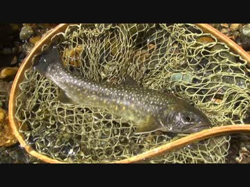 【山釣りキャンプ】釣りバカ３匹がイワナを追う！ -Part②-