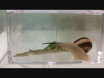 蟻戦争＃137 トゲオオハリアリVSカタツムリ～驚異の防御術～編