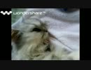 うちの猫の動画（3匹分・癒し動画）1年半まとめ完全版