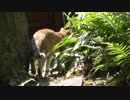 お庭で佇む猫様の様子。