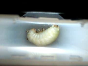 トックリバチくんの幼虫2