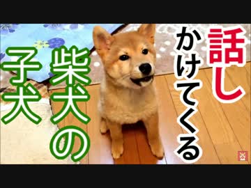 【柴犬の子犬】飼い主に犬語で話しかけてくる