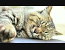 青島 ~猫の楽園~