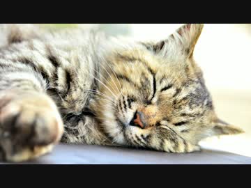 青島 ~猫の楽園~