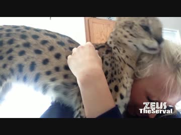 モフりまくるサーバルちゃんwithロシアのお姉さん