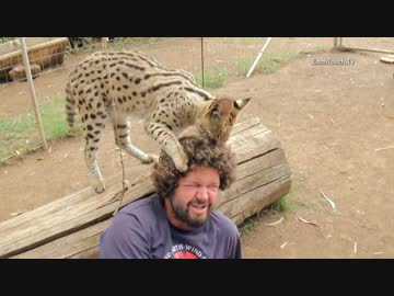 モフりまくるサーバルちゃん（おっさん編）