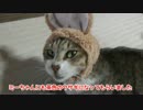 ねこうさぎを半野良猫様に被ってもらった。